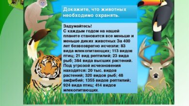 Photo of Увлекательные факты о животных